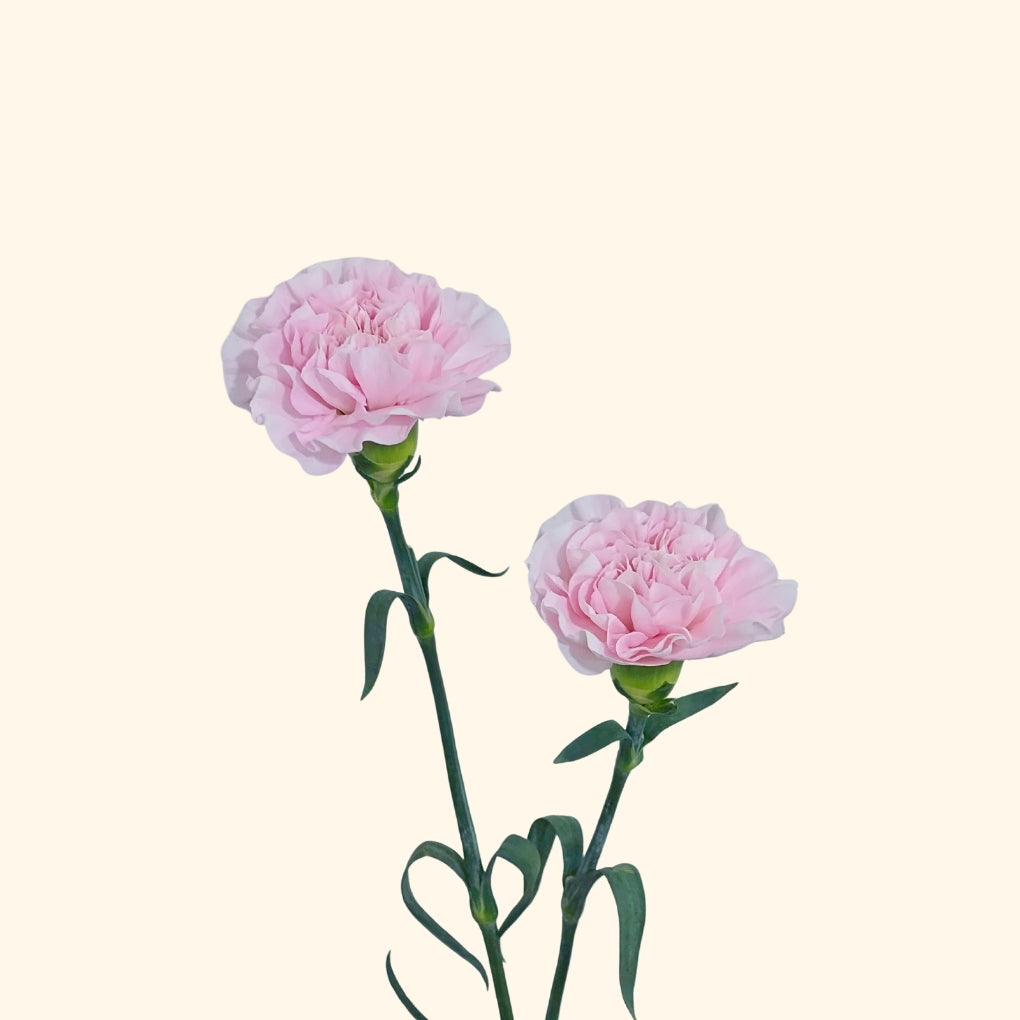 คาร์เนชั่น