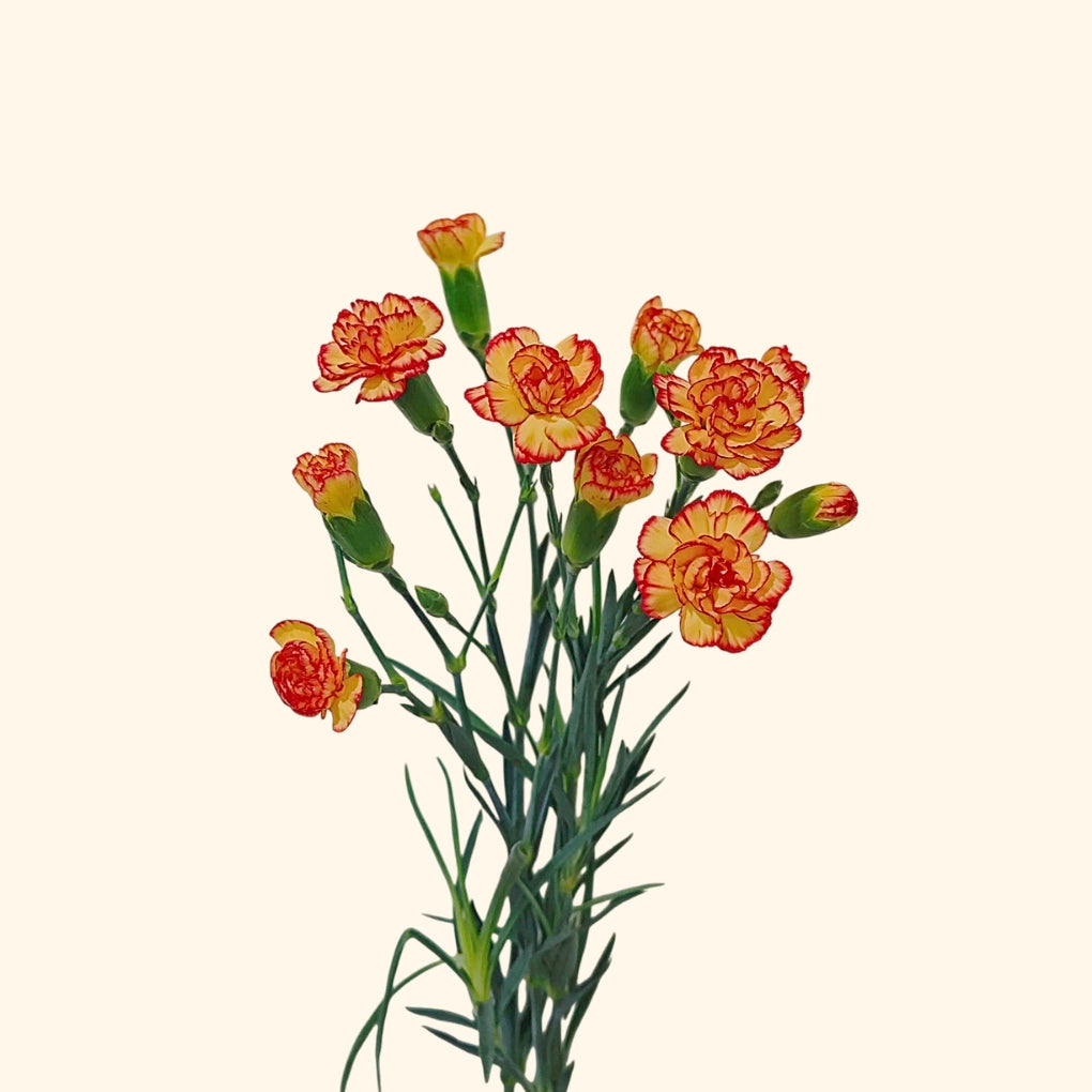 คาร์เนชั่น สเปรย์