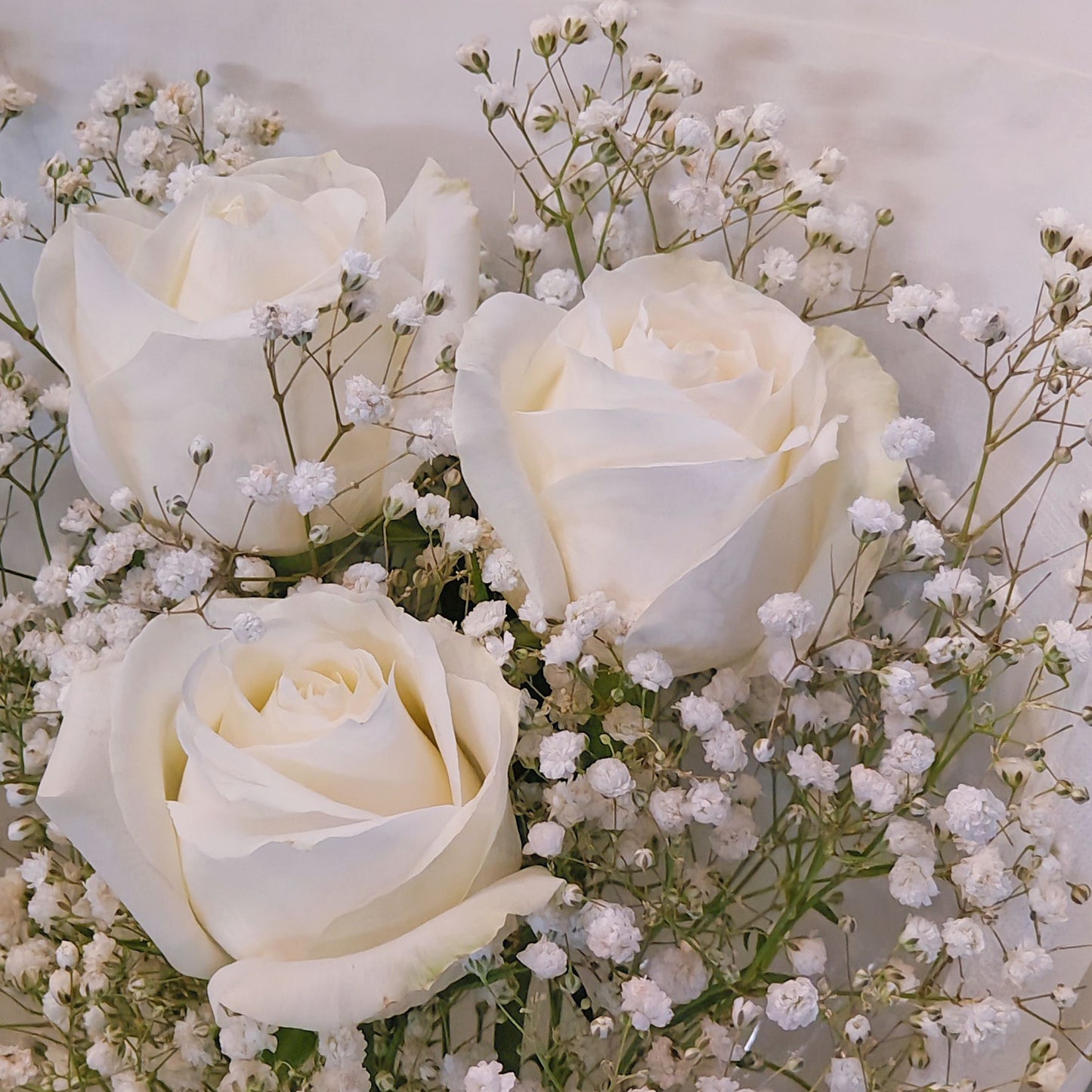 Three Imported White Roses with Gypsophila in White Paper Bouquet