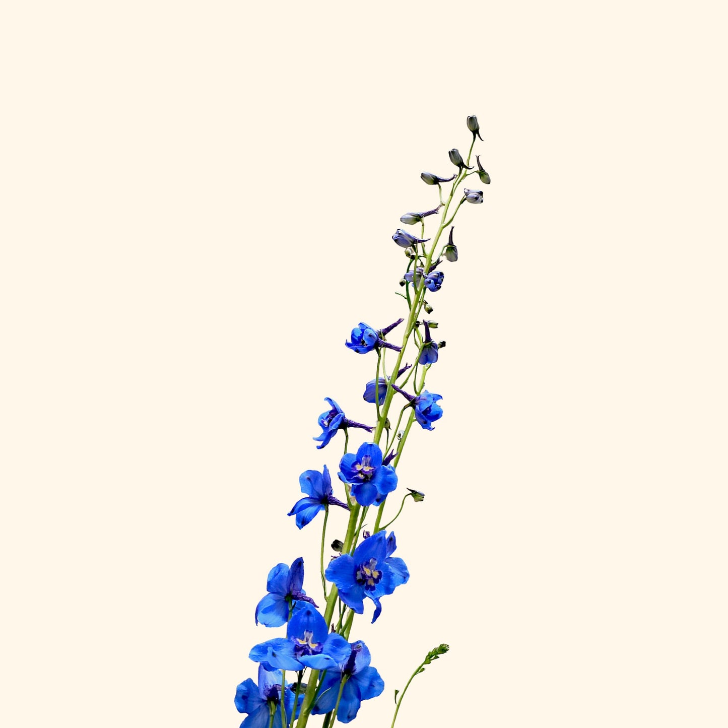 เดลฟิเนียม