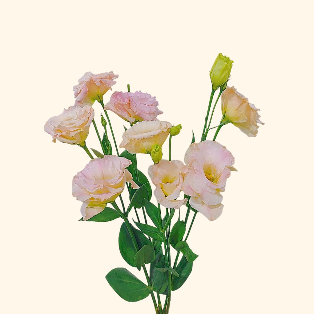 Lisianthus