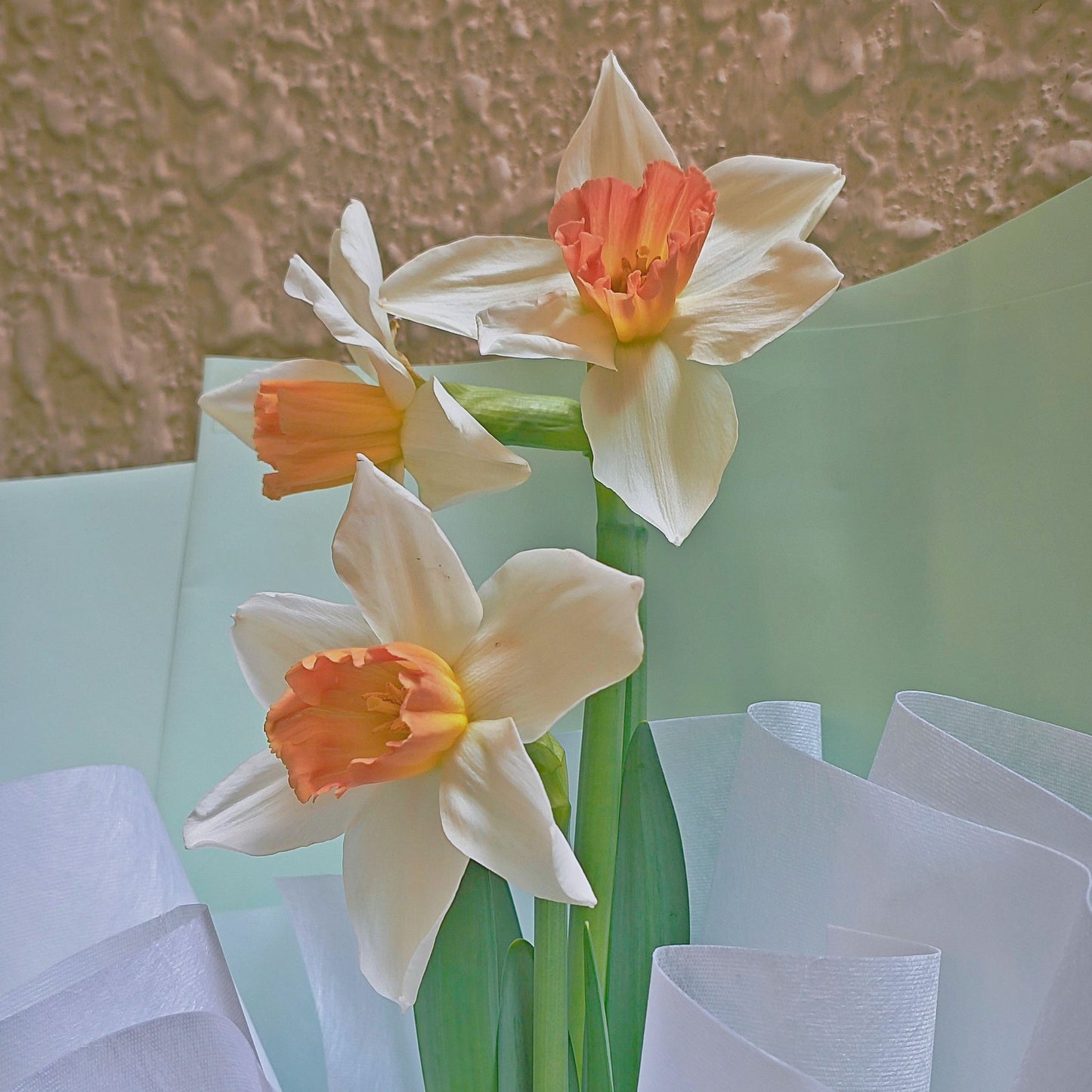 Three Accent Daffodils in Pastel Green Paper Bouquet