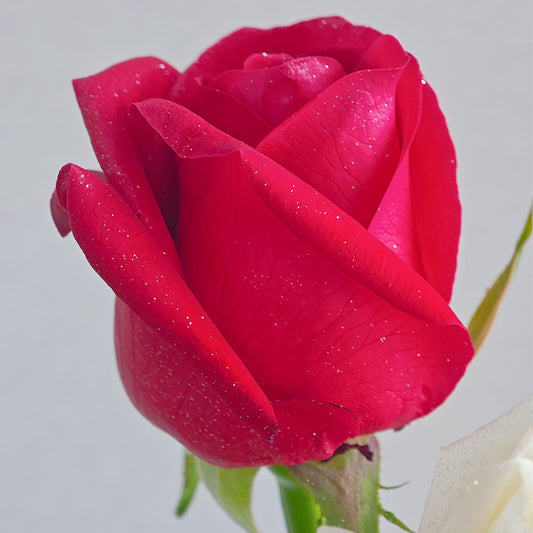 Shimmering Silver Mist