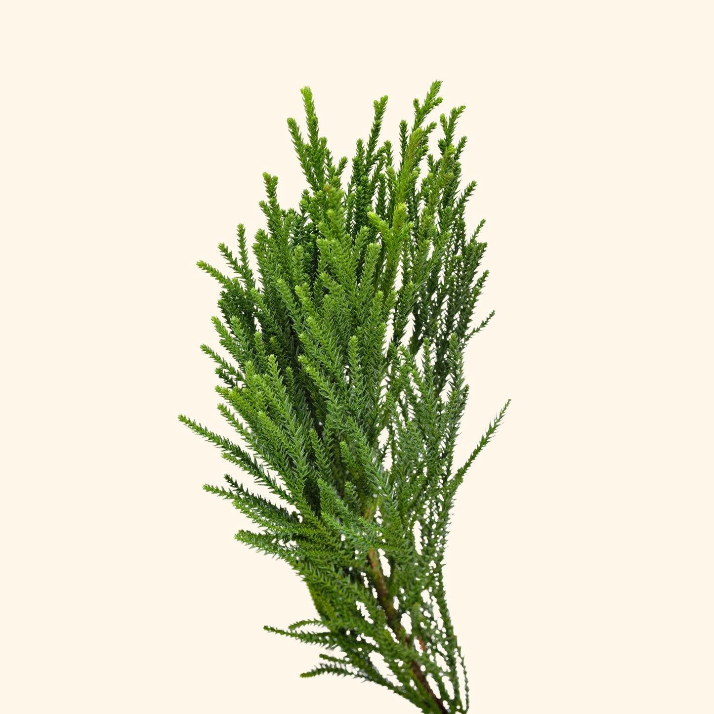 āļŠāļāļāļđāļāļī