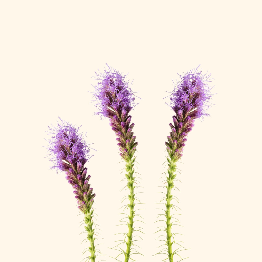 ลิอะทริส