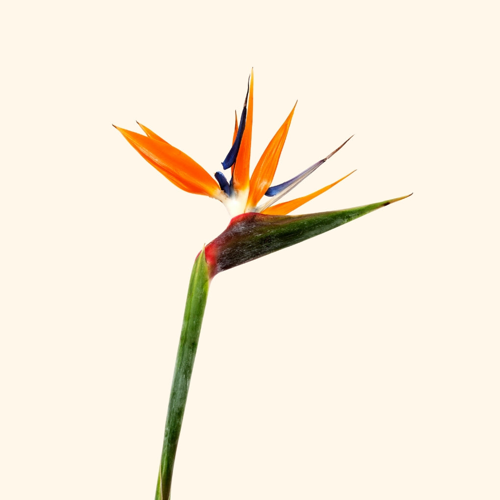 ปักษาสวรรค์