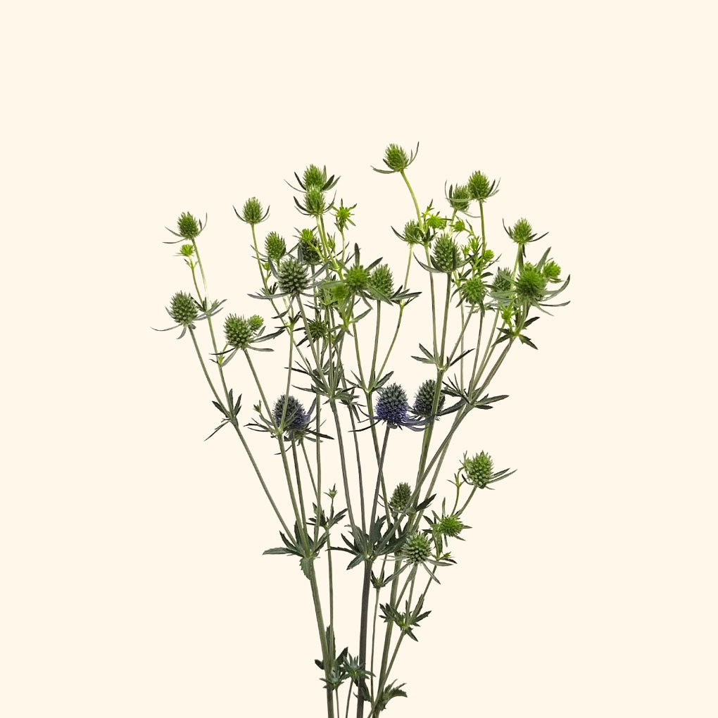 อิรินเจียม