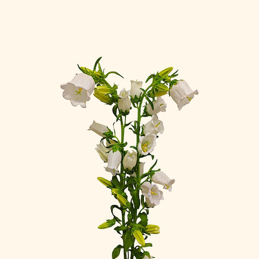 āļĢāļ°āļāļąāļ