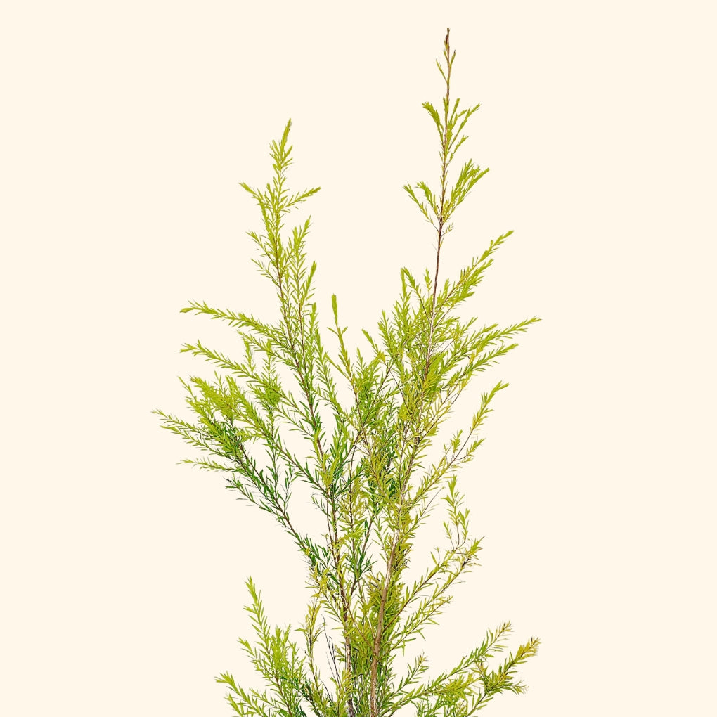 āđāļāļĨāđāļāđāļ āļāļĩāļāļĢāļĩ