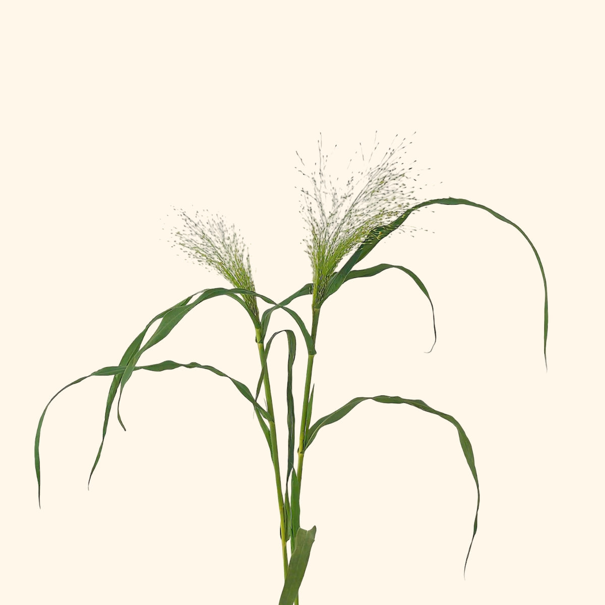 āļŦāļāđāļēāđāļāļāļāļīāļāļąāļĄ