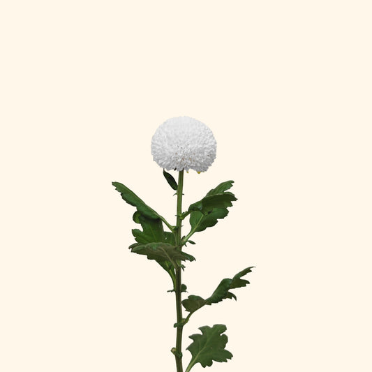 เบญจมาศปิงปอง