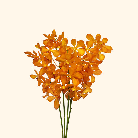 กล้วยไม้