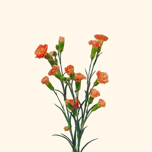 คาร์เนชั่น สเปรย์