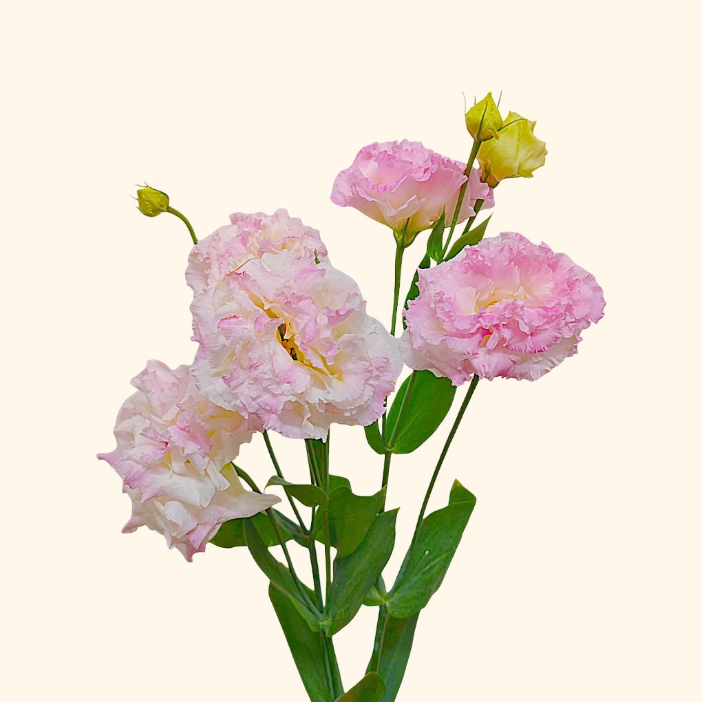 Lisianthus