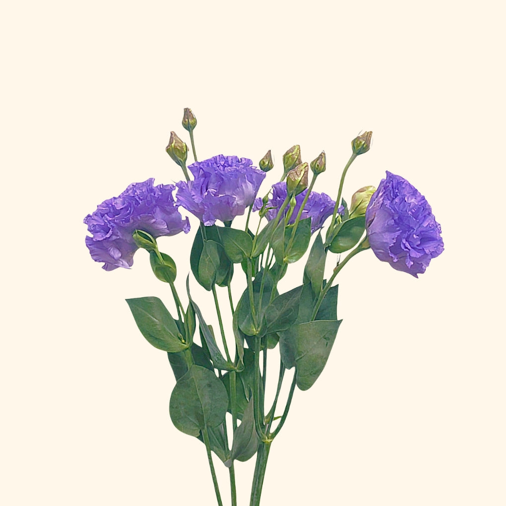 Lisianthus