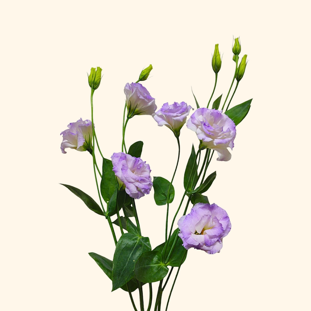Lisianthus