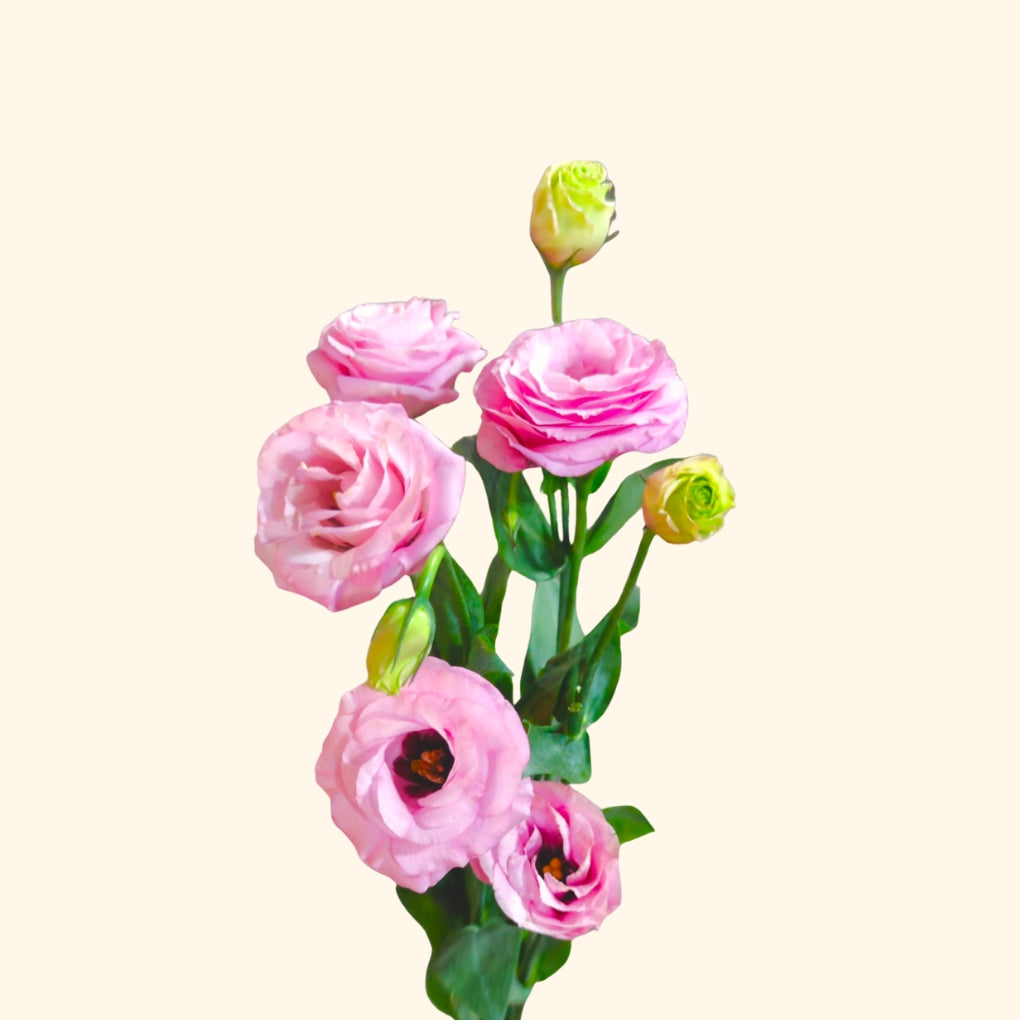 Lisianthus