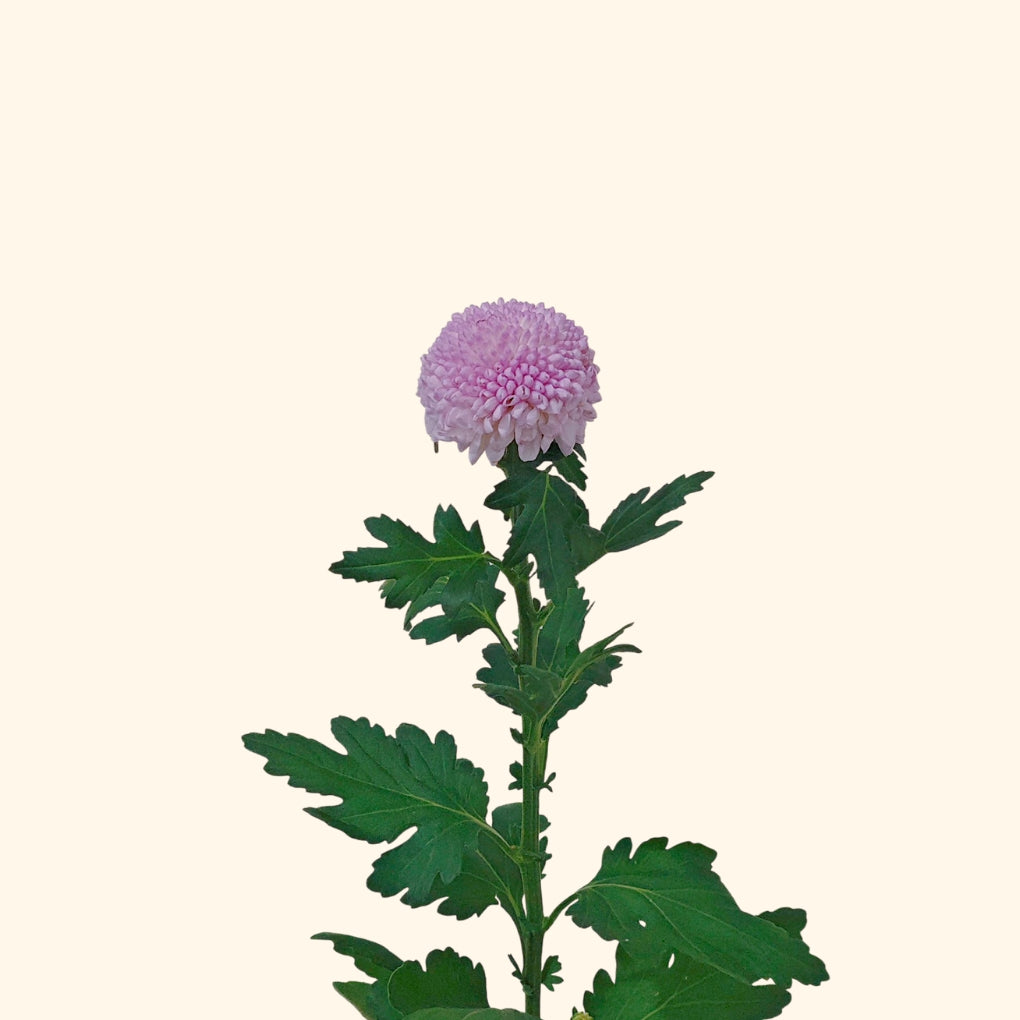 āđāļāļāļāļĄāļēāļĻāļāļīāļāļāļāļ