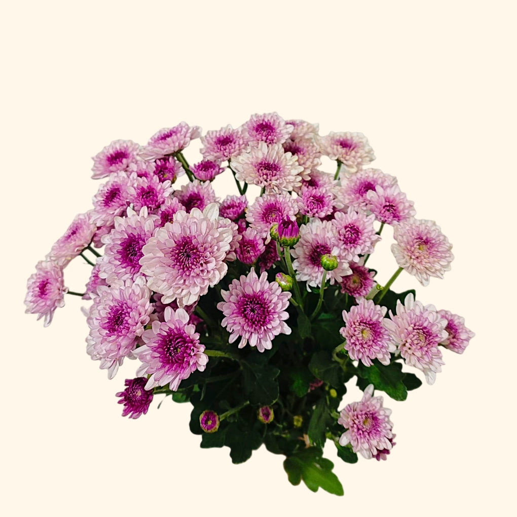 เบญจมาศช่อ