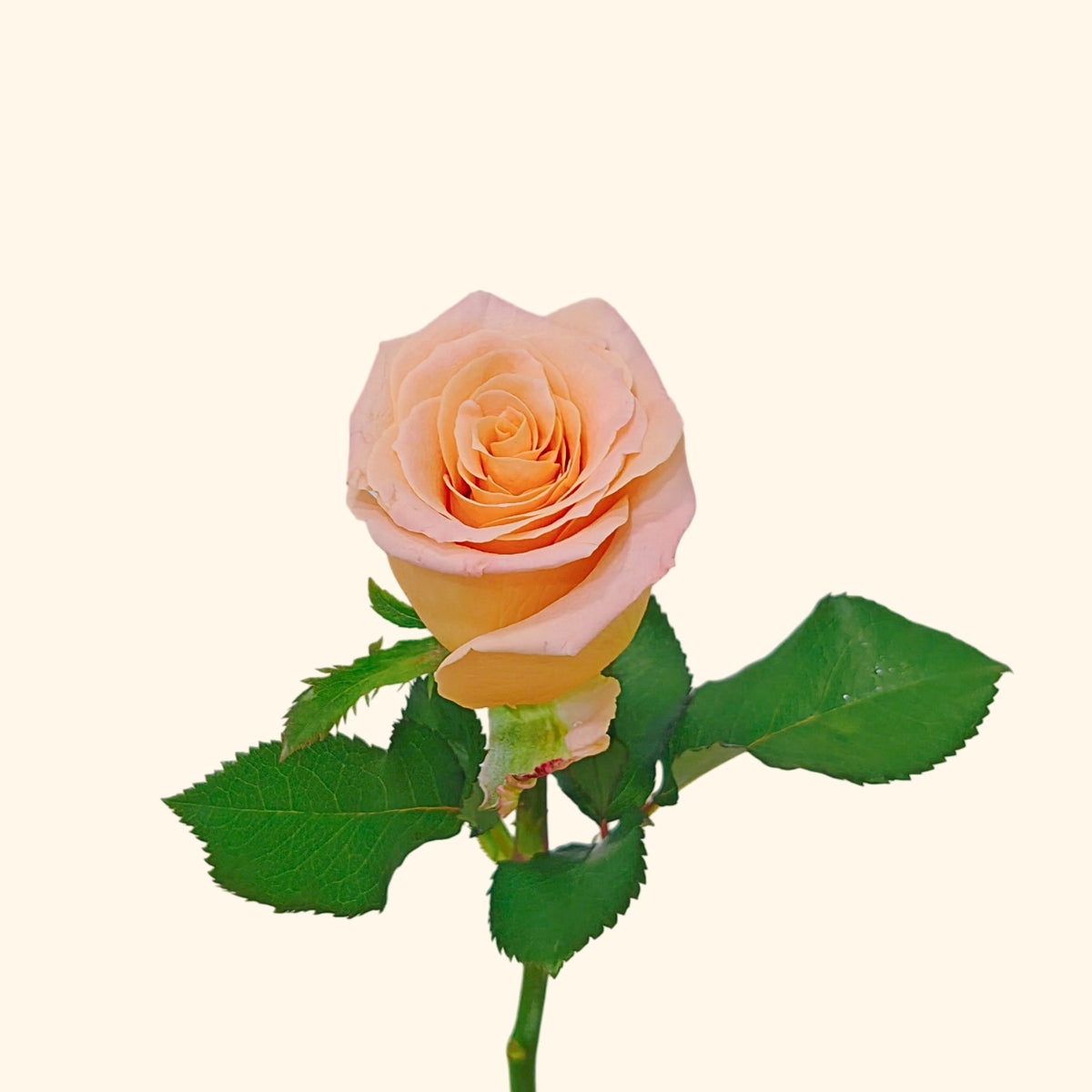 āļāļļāļŦāļĨāļēāļ