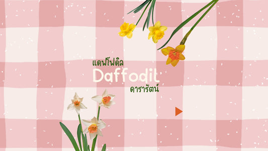 Daffodils — The Beauty and the Hidden Story