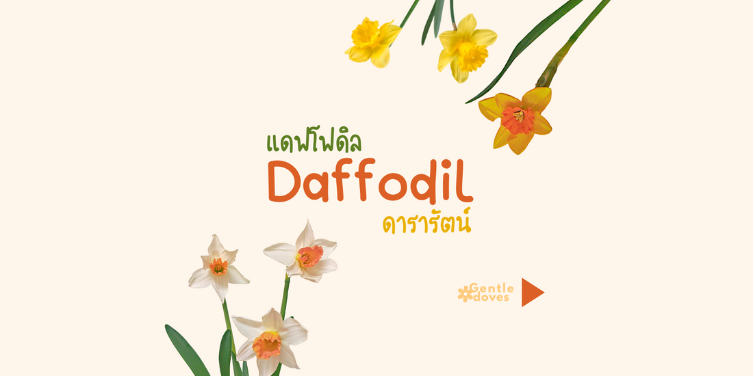 ความรู้เกี่ยวกับดอกดารารัตน์ ดอกแดฟโฟดิล