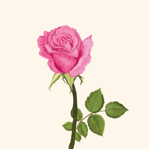 Pink Rose