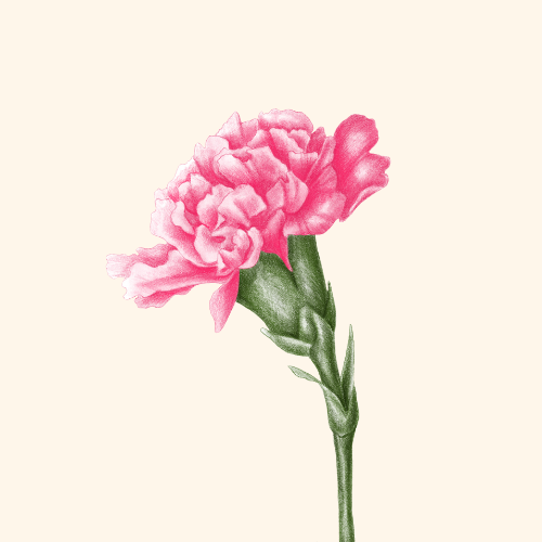 Carnation