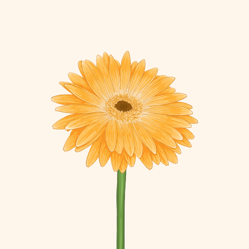 Gerbera