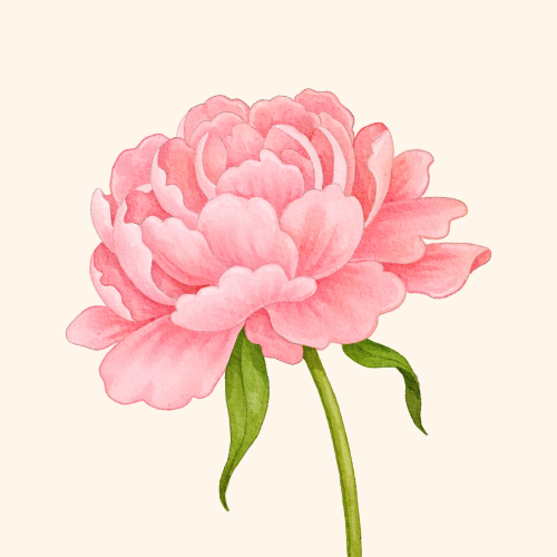 Peony