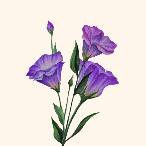 Lisianthus