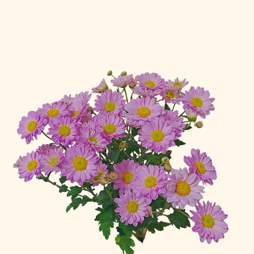 เบญจมาศช่อ