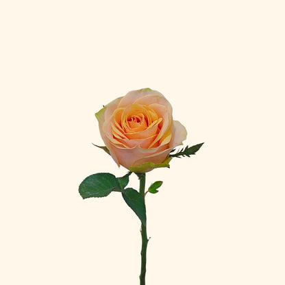 กุหลาบ