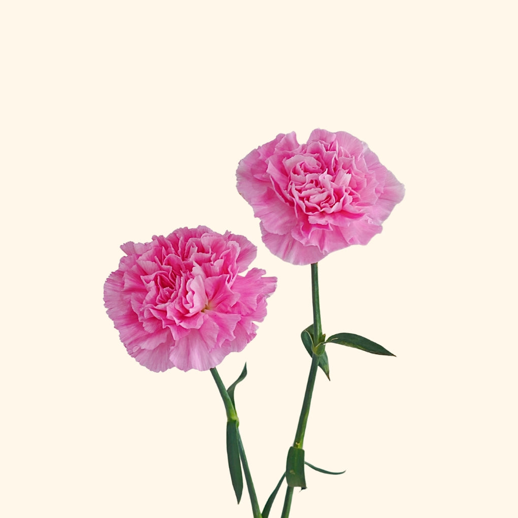 คาร์เนชั่น