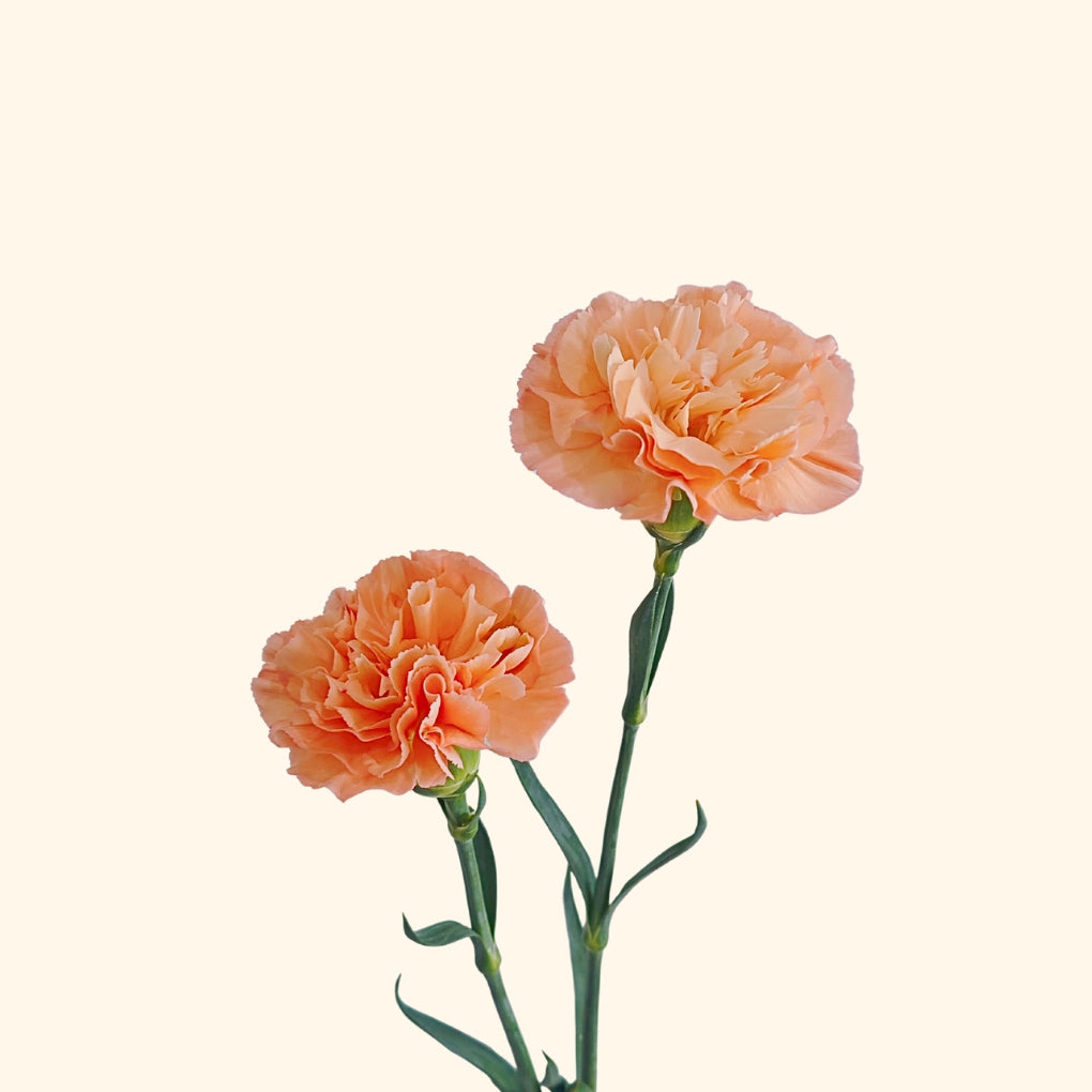 คาร์เนชั่น