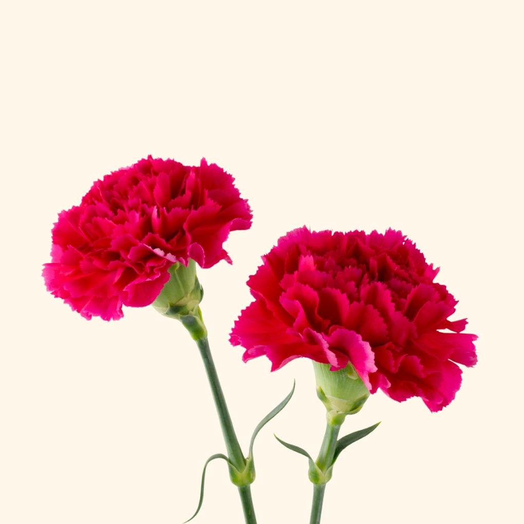 คาร์เนชั่น