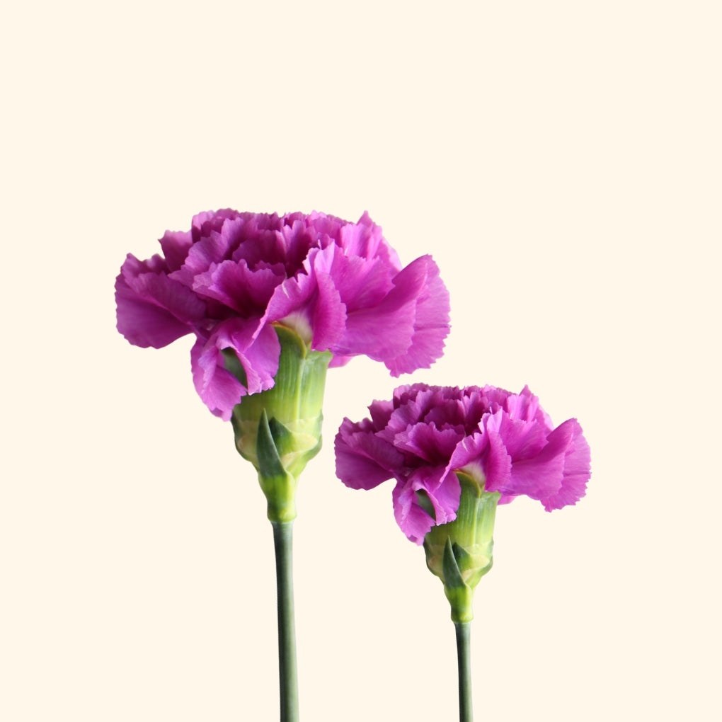 คาร์เนชั่น