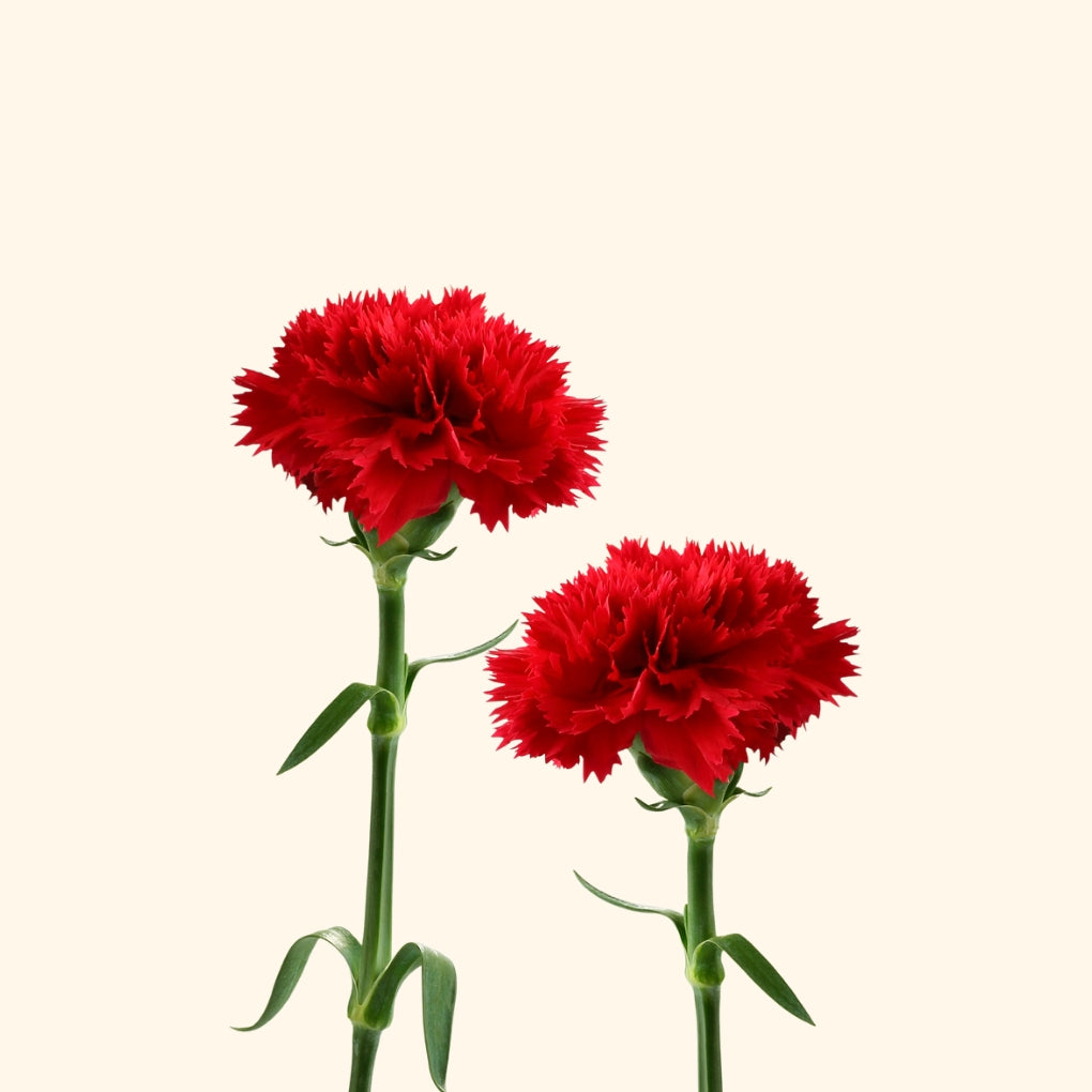 คาร์เนชั่น