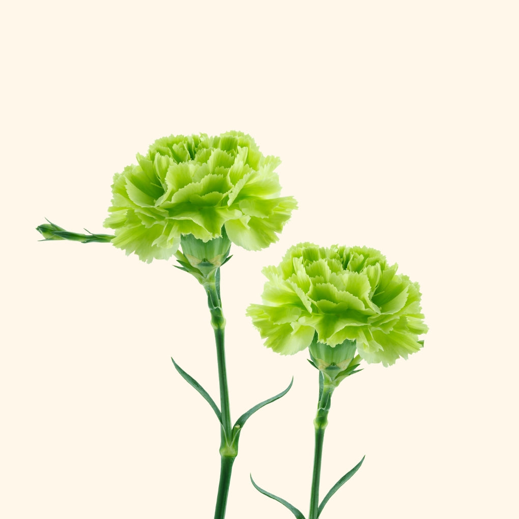 คาร์เนชั่น