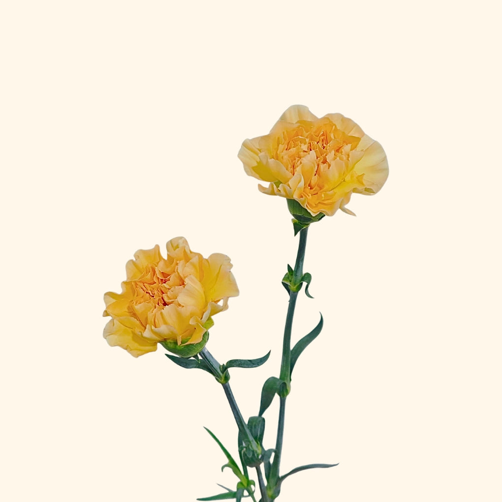 คาร์เนชั่น