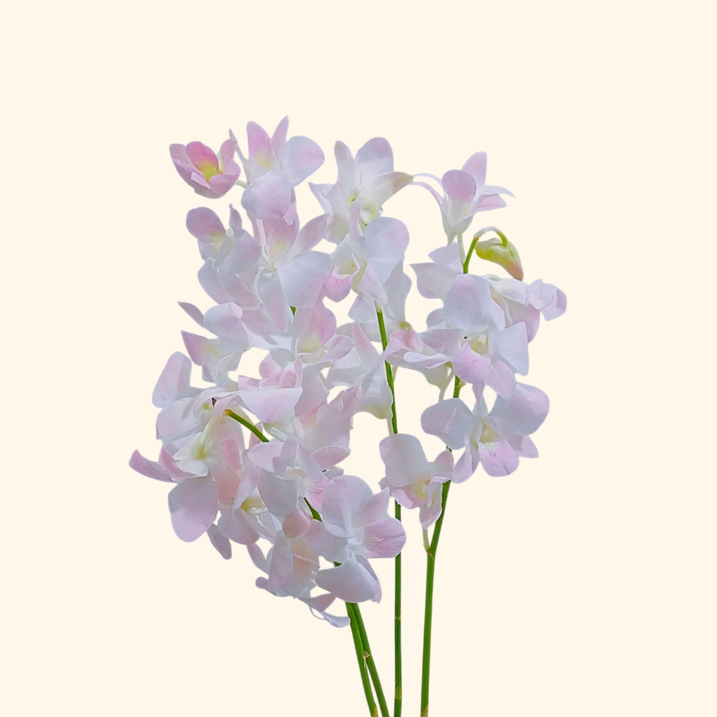 กล้วยไม้