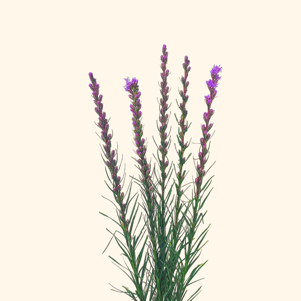 ลิอะทริส