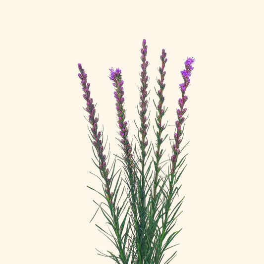 ลิอะทริส