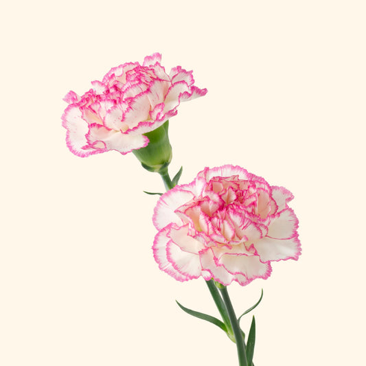 คาร์เนชั่น