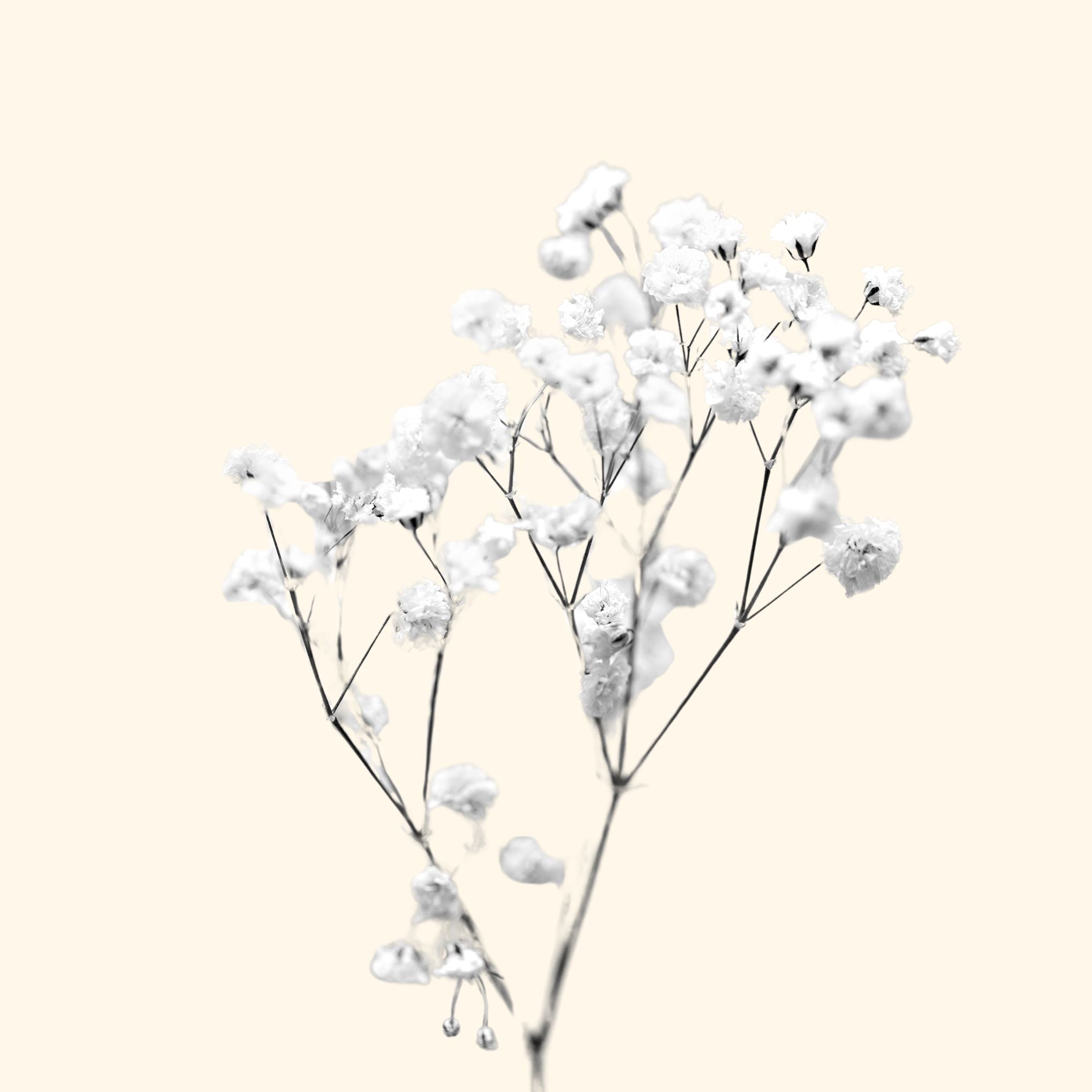 Gypsophila