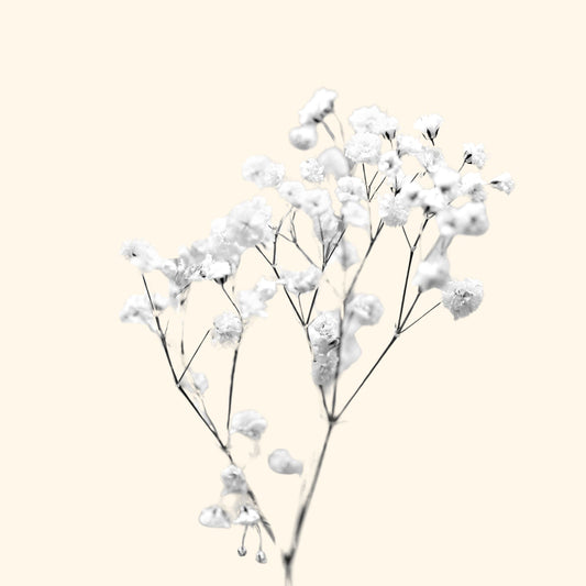 Gypsophila