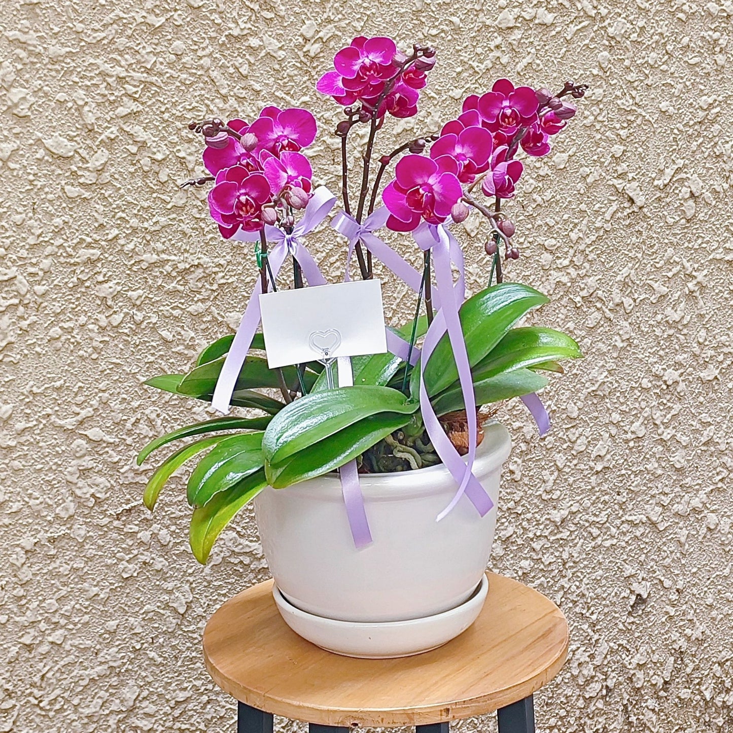 Five Purple Phalaenopsis Orchids Plant in Ceramic Pot