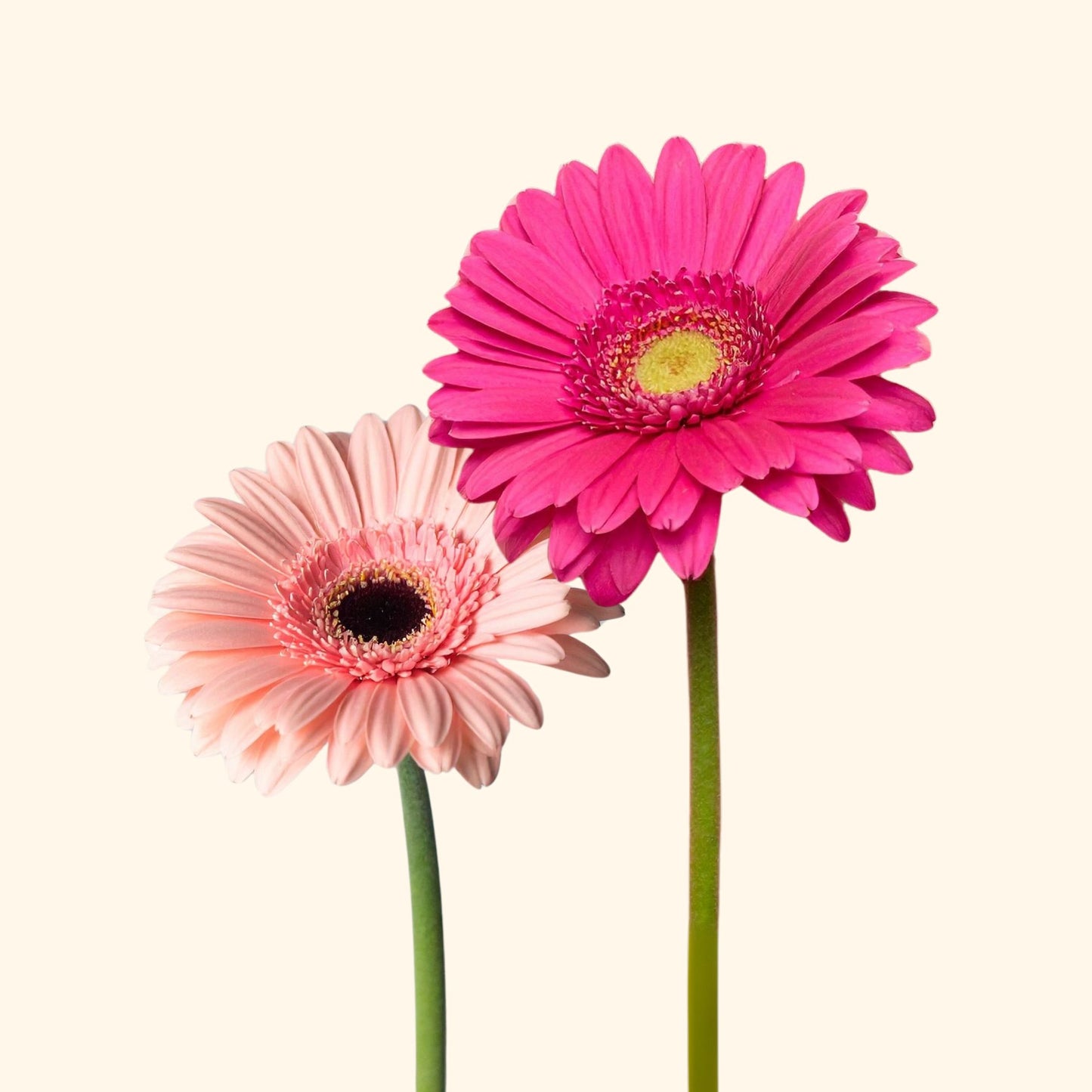 เยอบีร่า