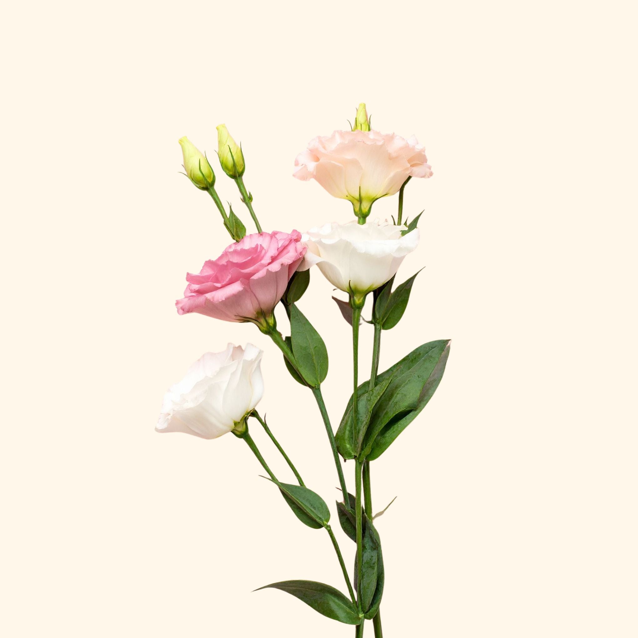 Lisianthus