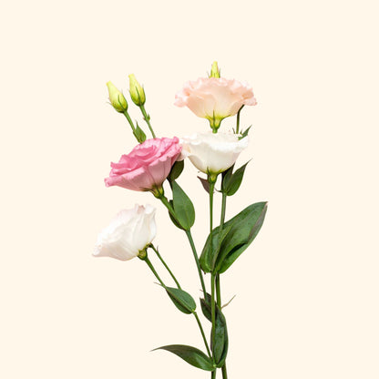 ลิซิแอนธัส